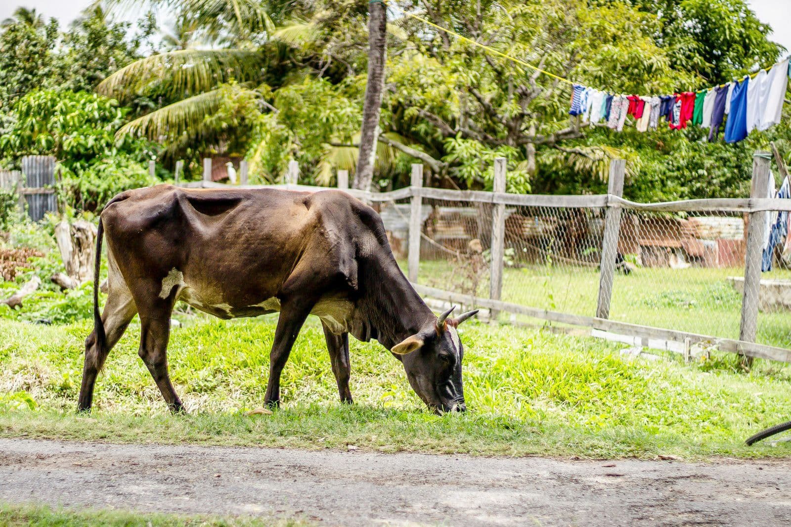 French Guiana destination
