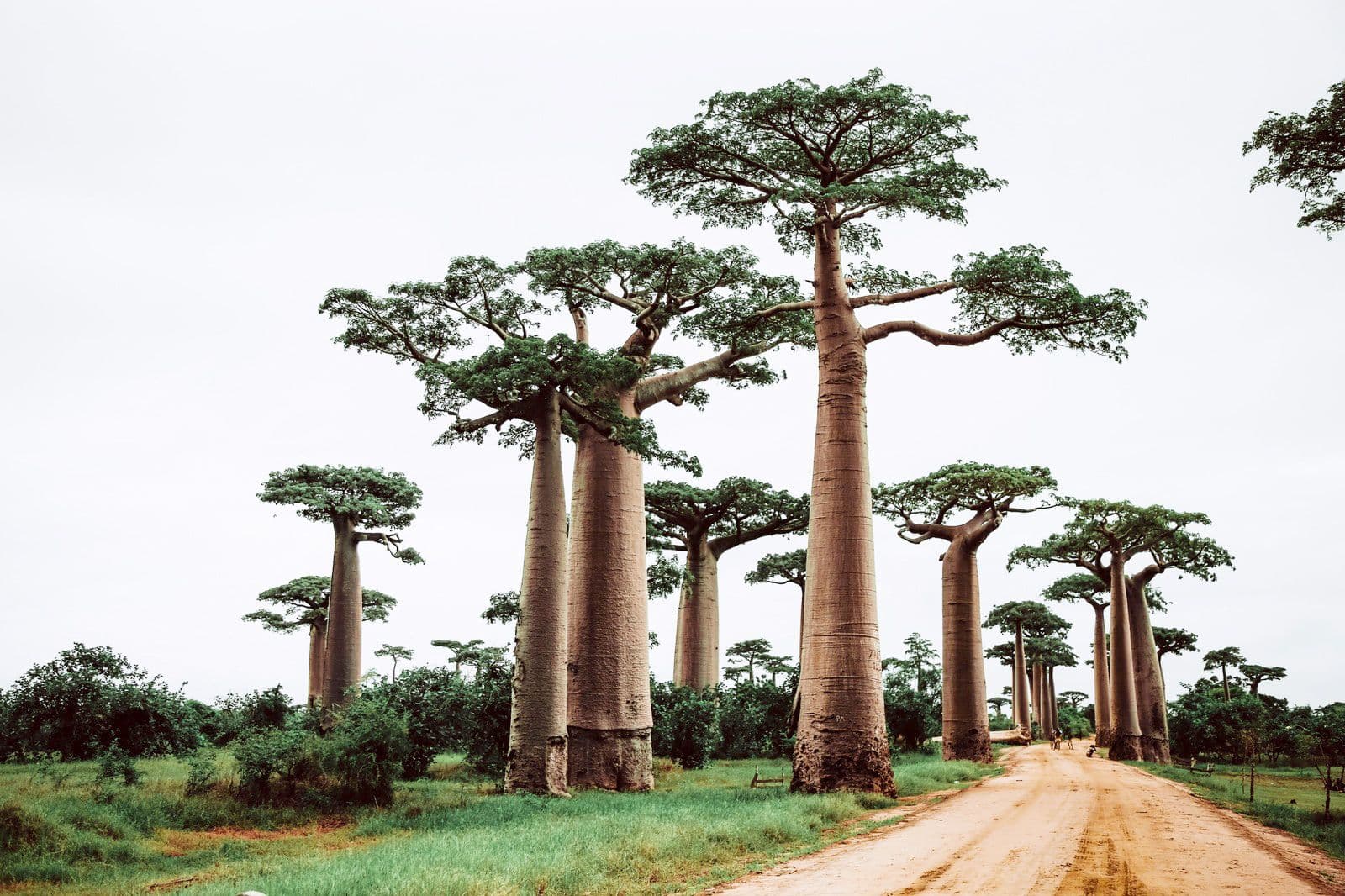 Madagascar destination